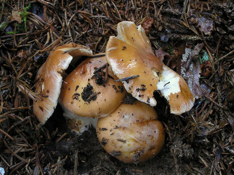 Cortinarius turmalis